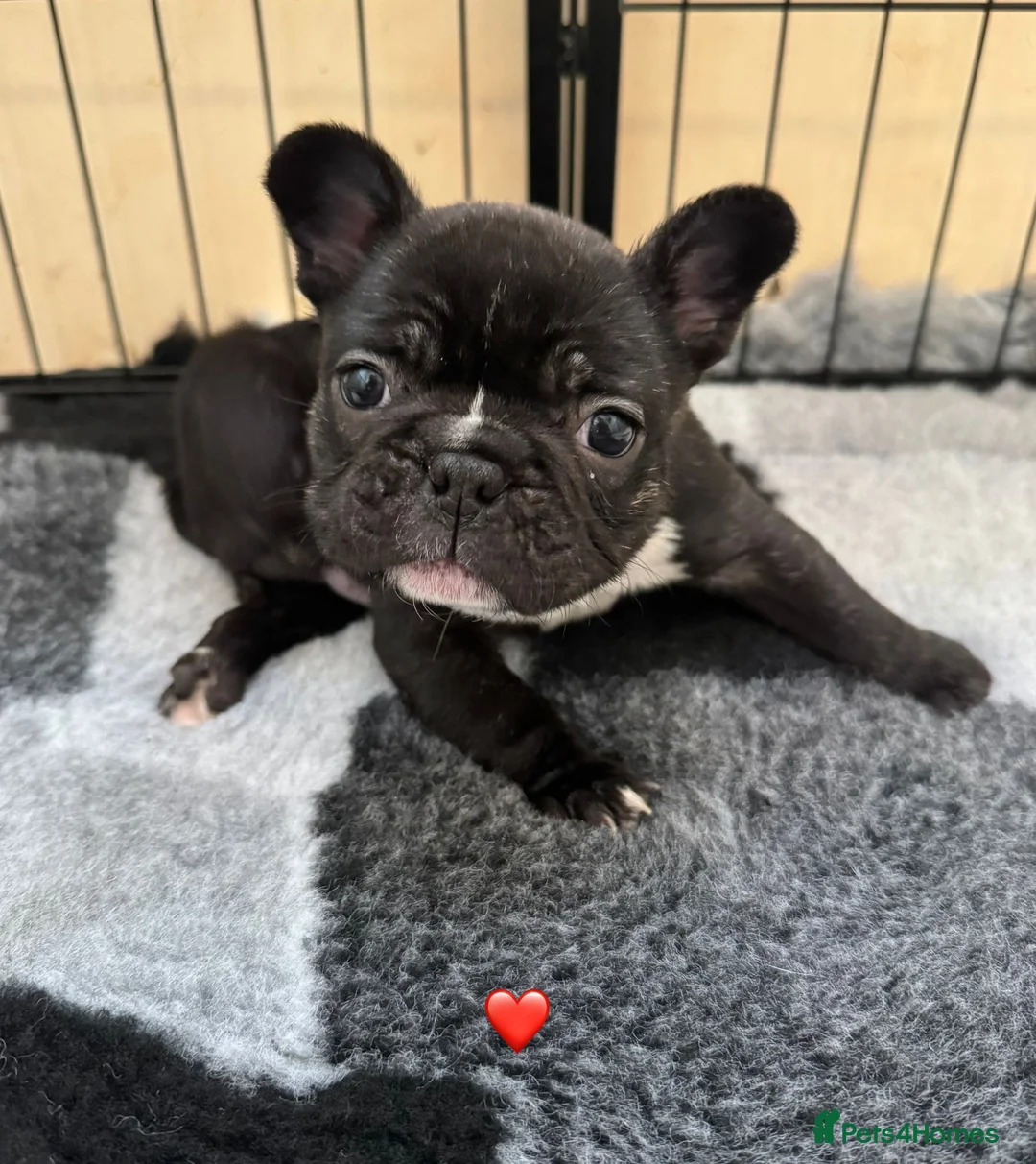 French Bulldog dogs for sale: French Bulldog Puppies - Advert 12
