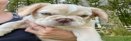 French Bulldog dogs for sale: Ready NOW Adorable Fluffy French Bulldog Puppies - Advert 3