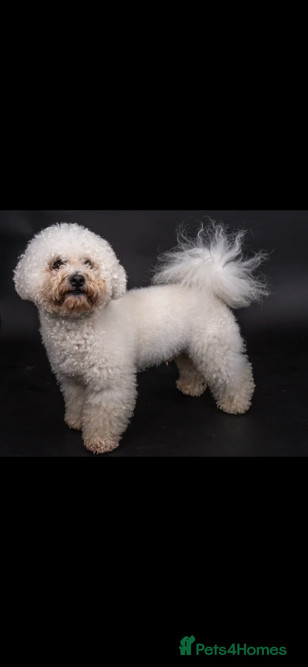 Bichon Frise dogs for stud: Bichon Frise *for stud only* in Hoddesdon - Advert 29