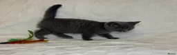 British Shorthair cats for sale: Beautiful British Blue Shorthair Kittens  - Advert 3