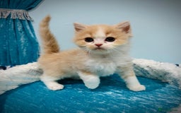 Turkish Angora cats for sale: Angora cross Persian kittens 🐱  - Image 16