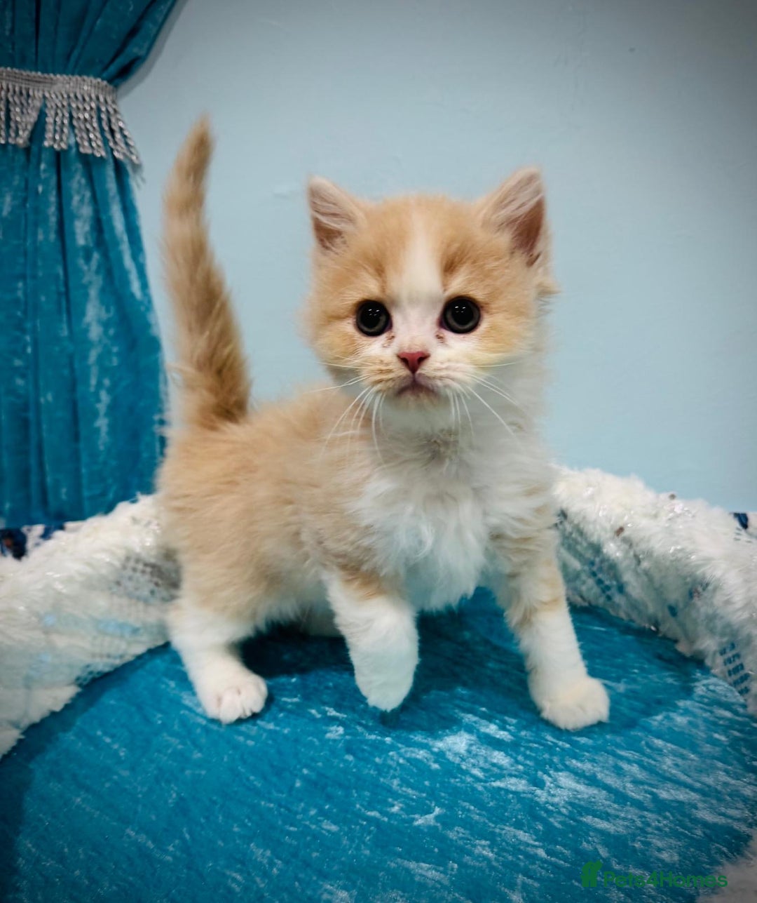 Turkish Angora cats for sale: Angora cross Persian kittens 🐱  - Image 16