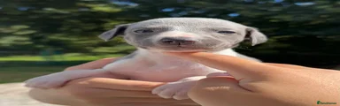 Whippet 8