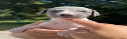 Whippet dogs for sale: 🥰LAST TWO WHIPPET BOYS REMAINING🥰 - Advert 22