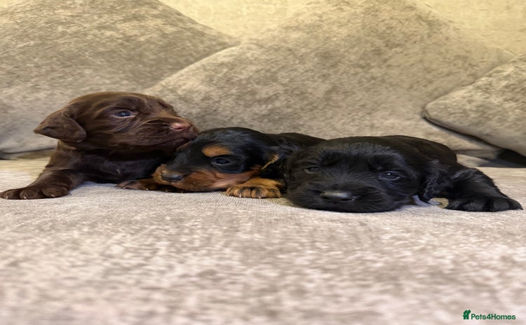 Cocker Spaniel dogs Kc reg short tailed working cocker spaniel - Advert 9