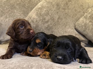 Cocker Spaniel dogs Kc reg short tailed working cocker spaniel - Advert 2