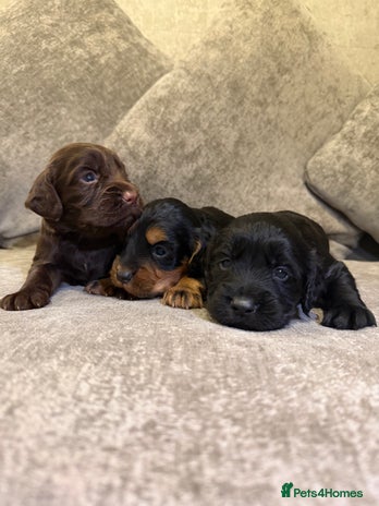 Cocker Spaniel dogs Kc reg short tailed working cocker spaniel - Advert 9