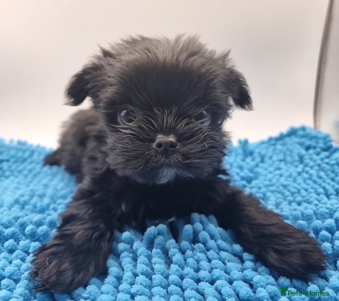 Yorkshire Terrier dogs for sale: Yorkshire Terrier puppies  - Image 6