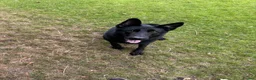 German Shepherd dogs for sale: Well trained German Shepherd - Advert 4