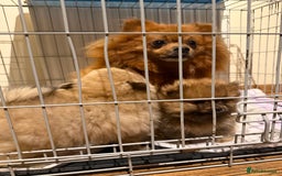 Pomeranian dogs for sale: Gorgeous Female Poms ☺️ - Advert 14