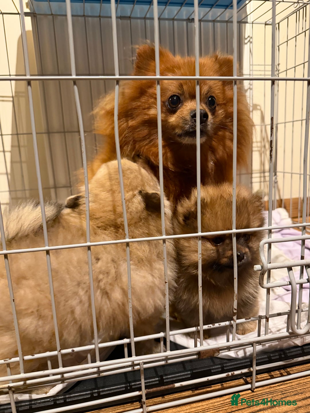 Pomeranian dogs for sale: Gorgeous Female Poms ☺️ - Advert 14