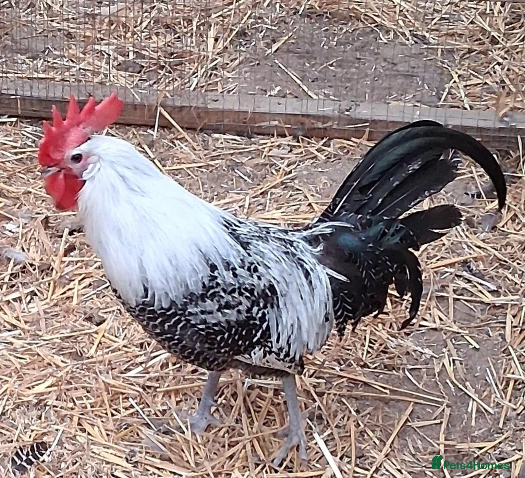 Chickens poultry for sale: Braekel chickens large fowl  - Advert 1