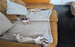 French Bulldog dogs for sale: REDUCED Adorable French Bulldog Puppies  - Image 16