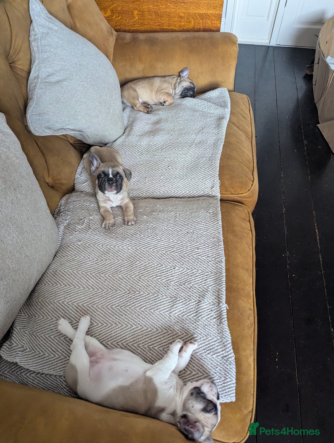 French Bulldog dogs for sale: REDUCED Adorable French Bulldog Puppies  - Image 16