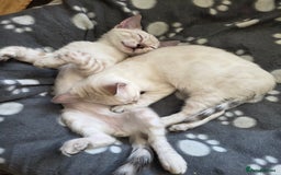 Bengal cats for sale: SNOW LYNX BENGAL KITTENS  - Image 3