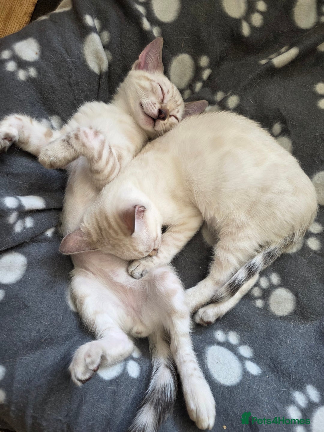 Bengal cats for sale: SNOW LYNX BENGAL KITTENS  - Image 3