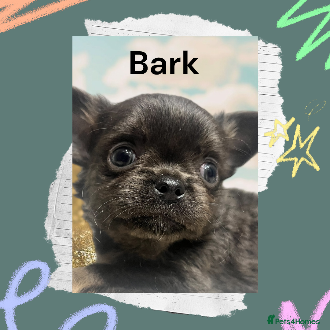 Chihuahua dogs Lovely fluffy Chihuahua 💕 boys & girls - Advert 6