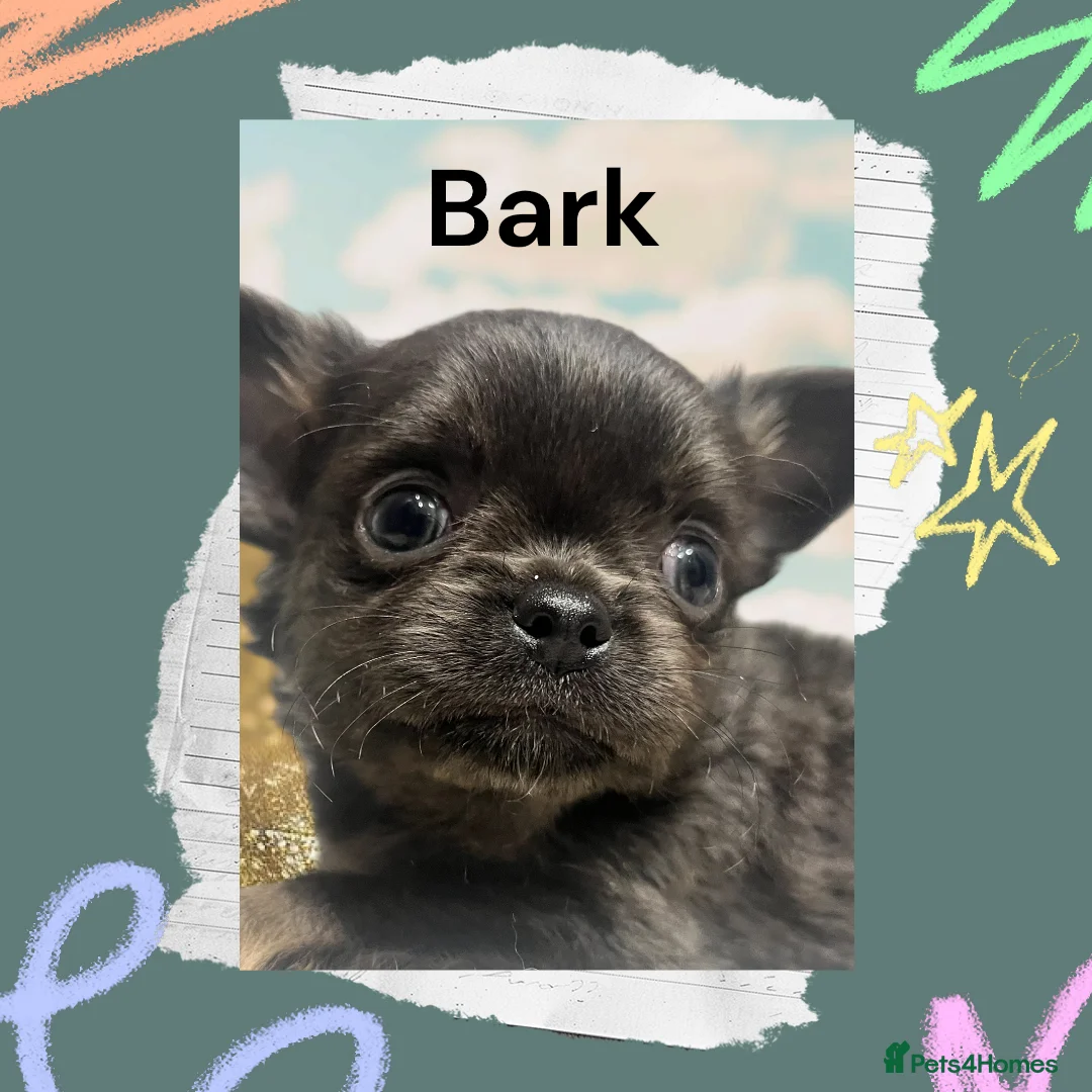 Chihuahua dogs for sale: Lovely fluffy Chihuahua 💕 boys & girls - Advert 5