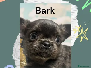 Chihuahua dogs Lovely fluffy Chihuahua 💕 boys & girls - Advert 6