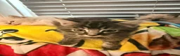 Mixed Breed cats for sale: 5 fluffy beautyful longhair ragdoll cross kitten - Advert 8