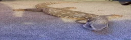 Lizard reptiles for sale: Savannah monitor lizard - Advert 2