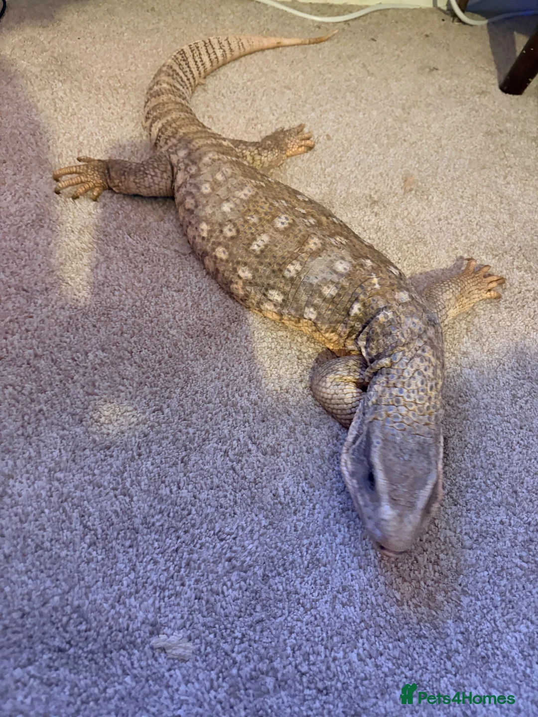 Lizard reptiles for sale: Savannah monitor lizard - Advert 2