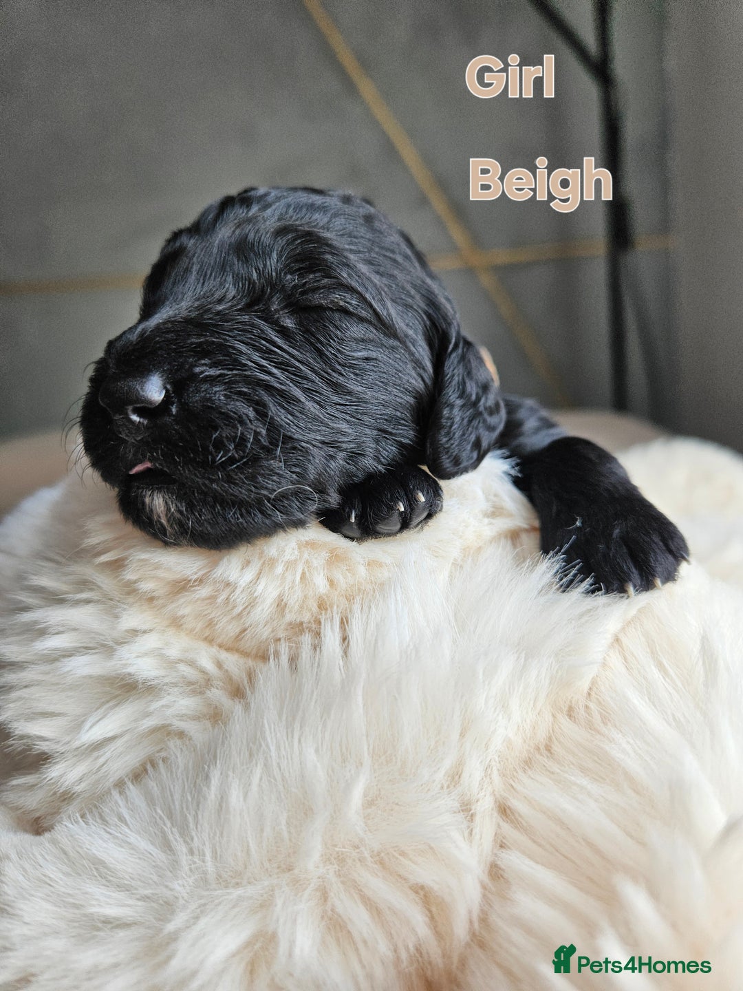 Goldendoodle dogs for sale: Gorgeous Healthy Goldendoodle Puppies - Image 14