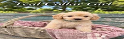 Goldendoodle dogs for sale: Miniature Golden Doodles - Merle, Red & Black  - Advert 21
