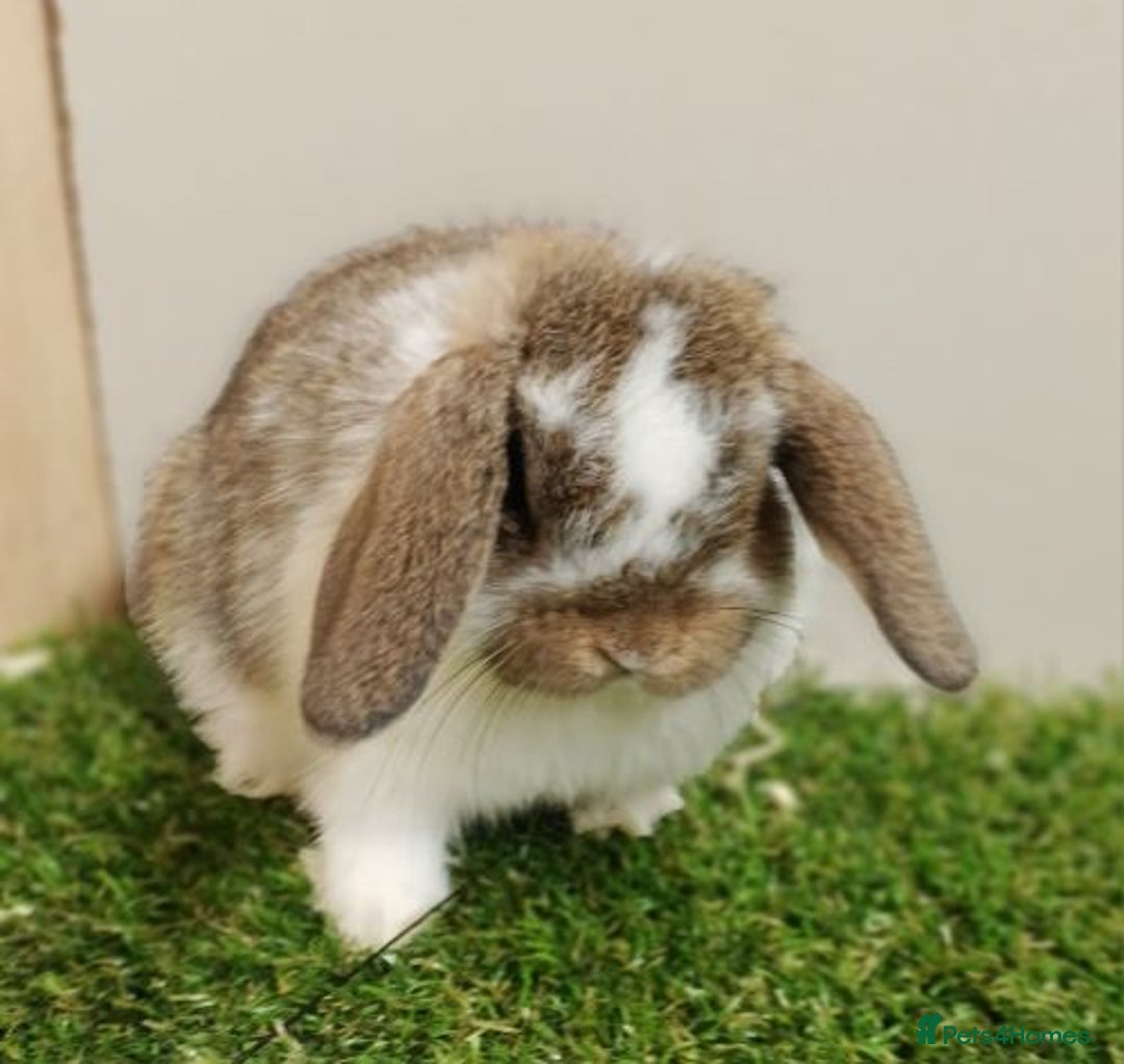 Mini Lop rabbits for sale: Vaccinated wellhandled Mini Lop-please read advert - Image 7
