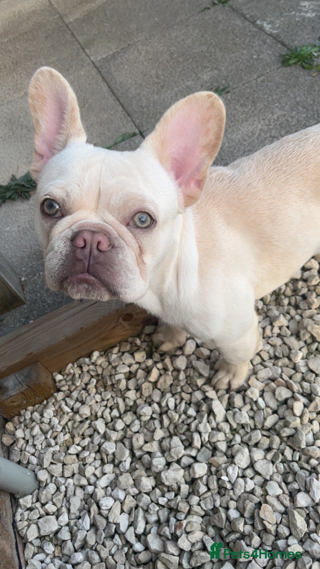 French Bulldog dogs KC registered platinum French bulldog - Advert 9