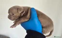 American Bully dogs for sale: Quality pocket/micro bully pups  - Image 12