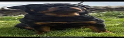 Rottweiler dogs for sale: 🤍PRADAS PUPPYS 🤍 in Wick - Advert 8