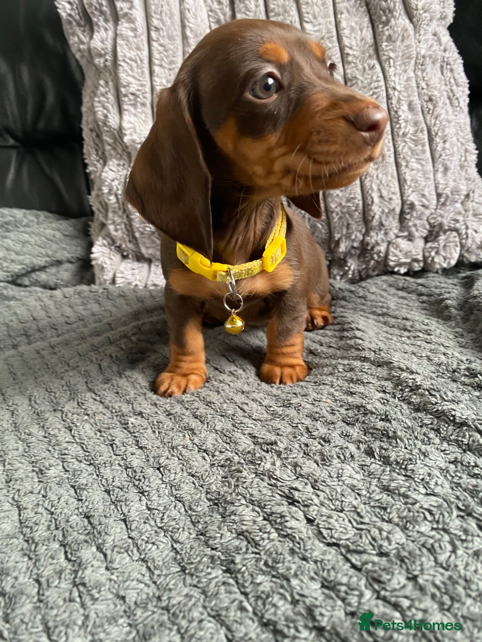 Miniature Dachshund dogs for sale: Reduced Kc miniature dachshund ready now - Advert 1