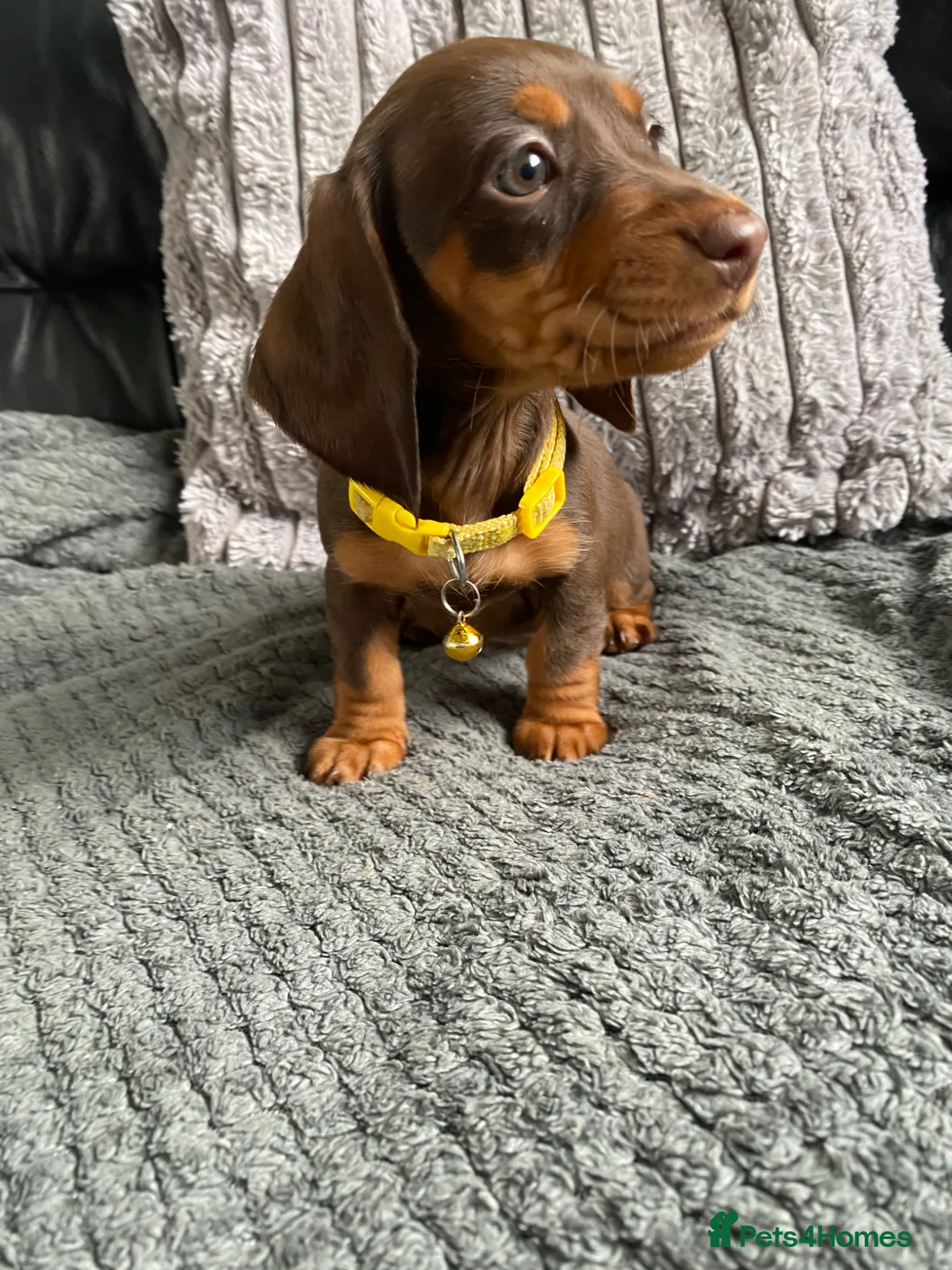 Miniature Dachshund dogs for sale: Reduced Kc miniature dachshund ready now - Advert 1