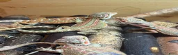 Bearded Dragon reptiles for sale: Stunning baby bearded dragons £100 ONO  - Advert 11
