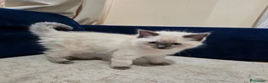 Ragdoll 2