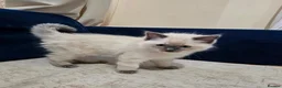 Ragdoll cats for sale: Two male Ragdoll cats are ready to leave.  - Advert 5