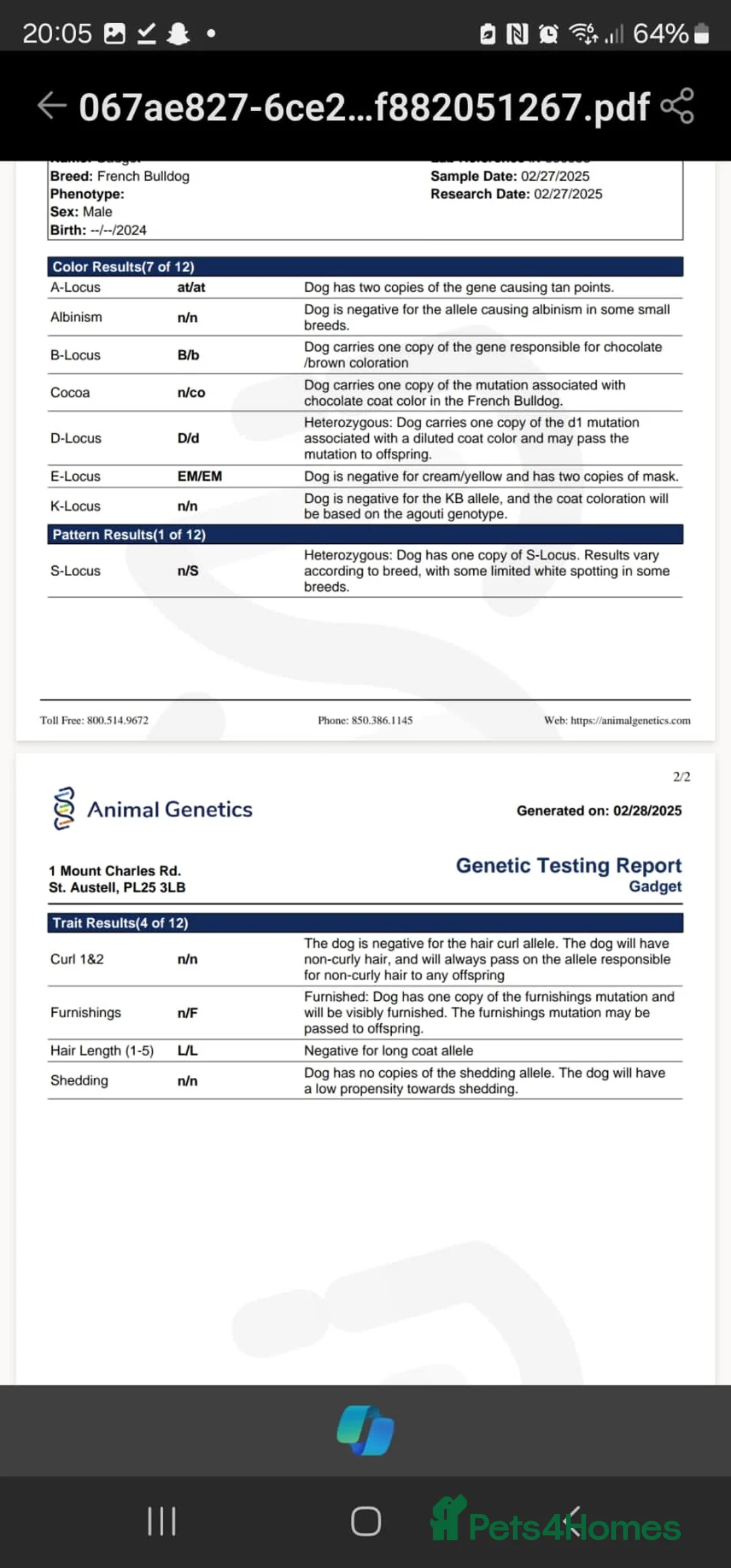 French Bulldog dogs for stud: For stud. Wire hair - Advert 5