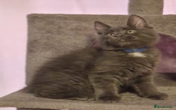Maine Coon cats for sale: 🌟Ready to leave 4 XL Maine Coons active available - Image 19