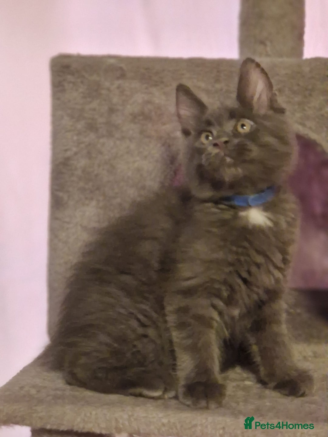 Maine Coon cats for sale: 🌟Ready to leave 4 XL Maine Coons active available - Image 19