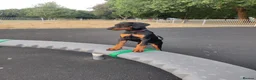 Dobermann dogs for sale: Adorable Doberman puppies PRICE REDUCTION £1650 - Advert 19