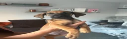 Mixed Breed dogs for sale: Rhodesian Ridgeback x Dutch herder puppies - Advert 5