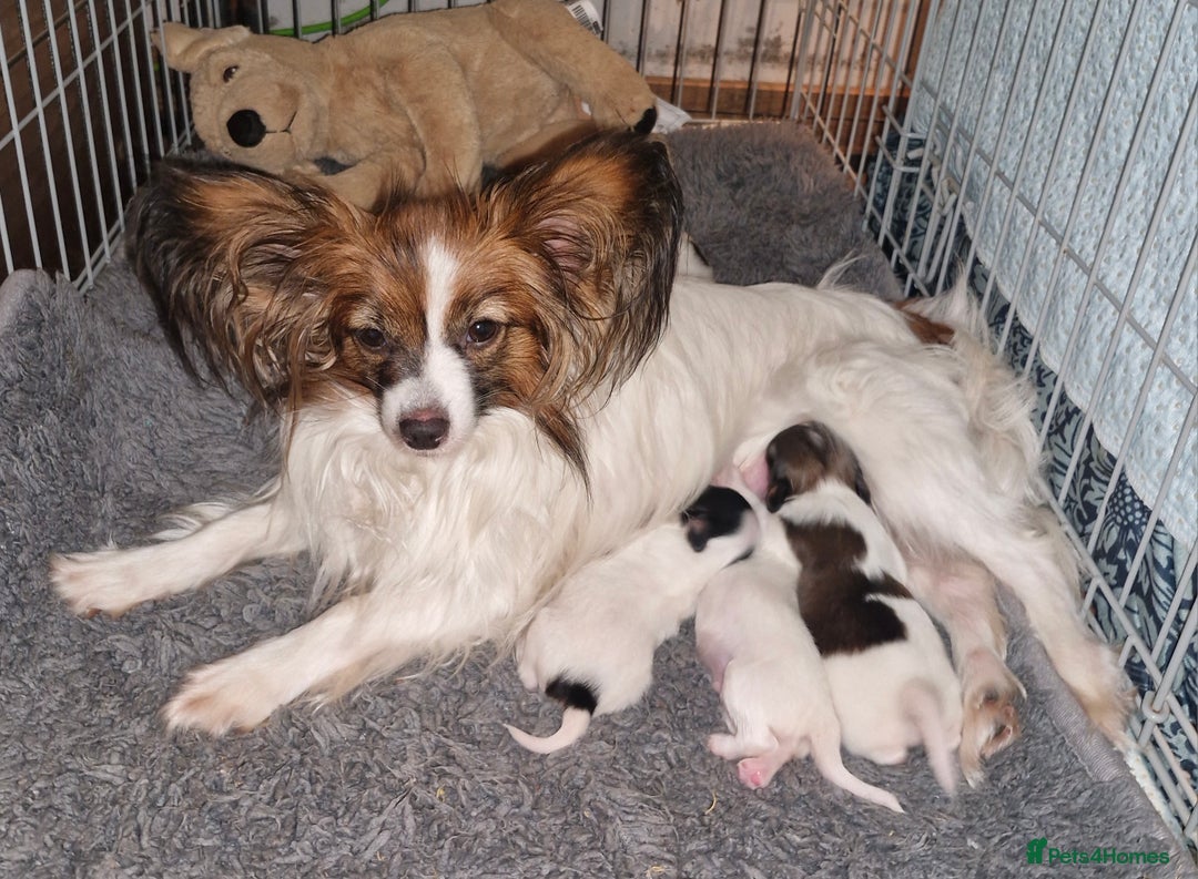 Papillon dogs for sale: KC Papillons DNA tested parents  - Advert 2