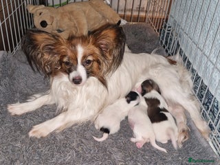 Papillon dogs KC Papillons DNA tested parents - Advert 3
