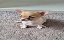 Chihuahua dogs for sale: Boy & girl chihuahua puppies  - Image 7