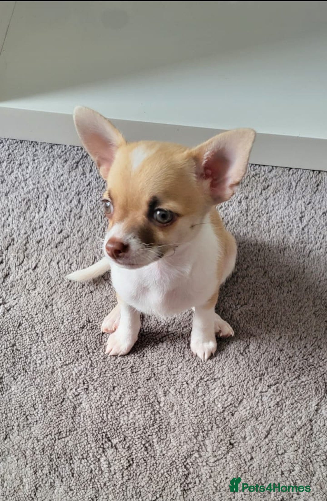 Chihuahua dogs for sale: Boy & girl chihuahua puppies  - Image 7