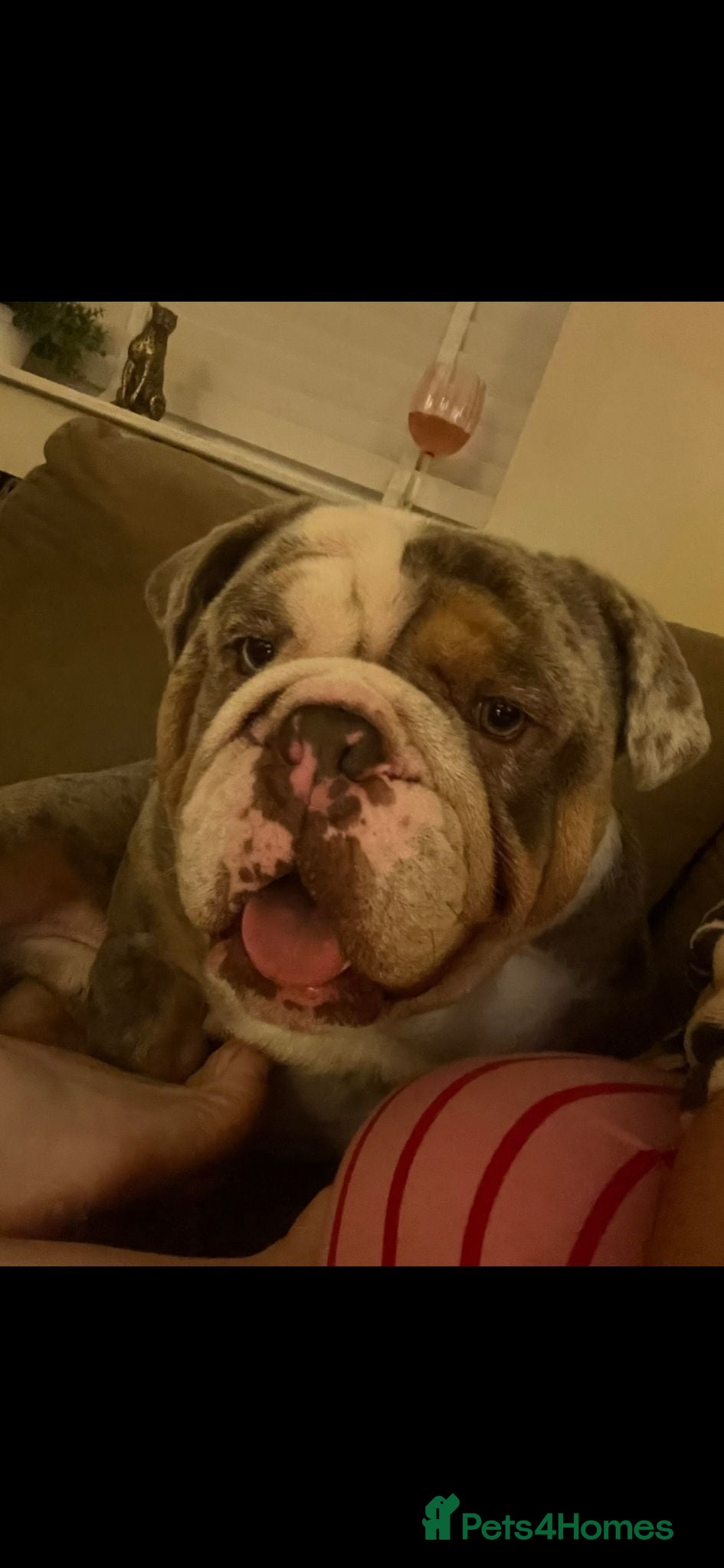 English Bulldog dogs Male bulldog  - Advert 1