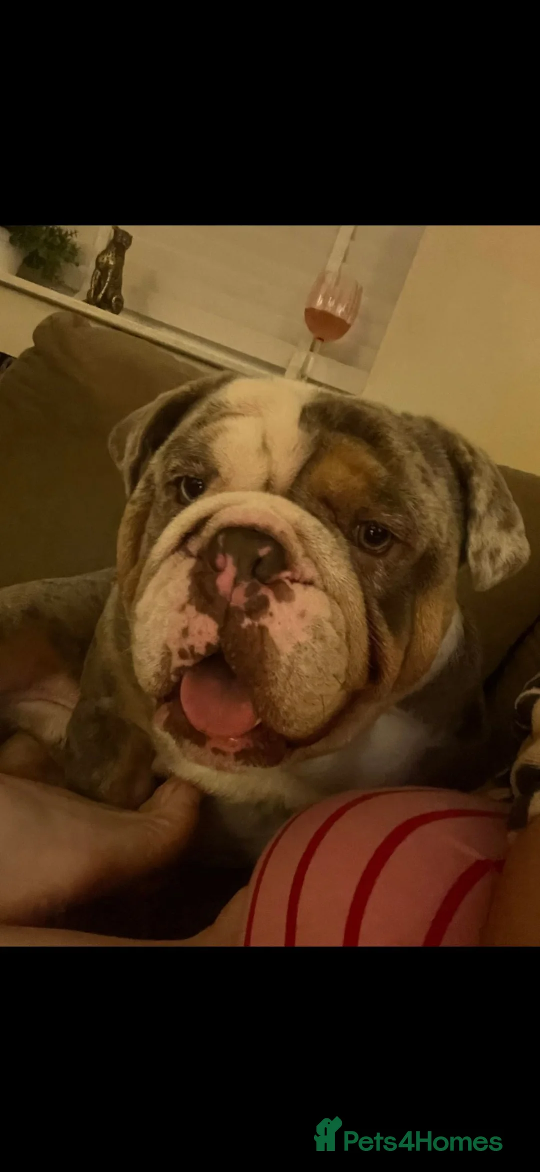 English Bulldog dogs for sale: Male bulldog  in Rotherham - Advert 1