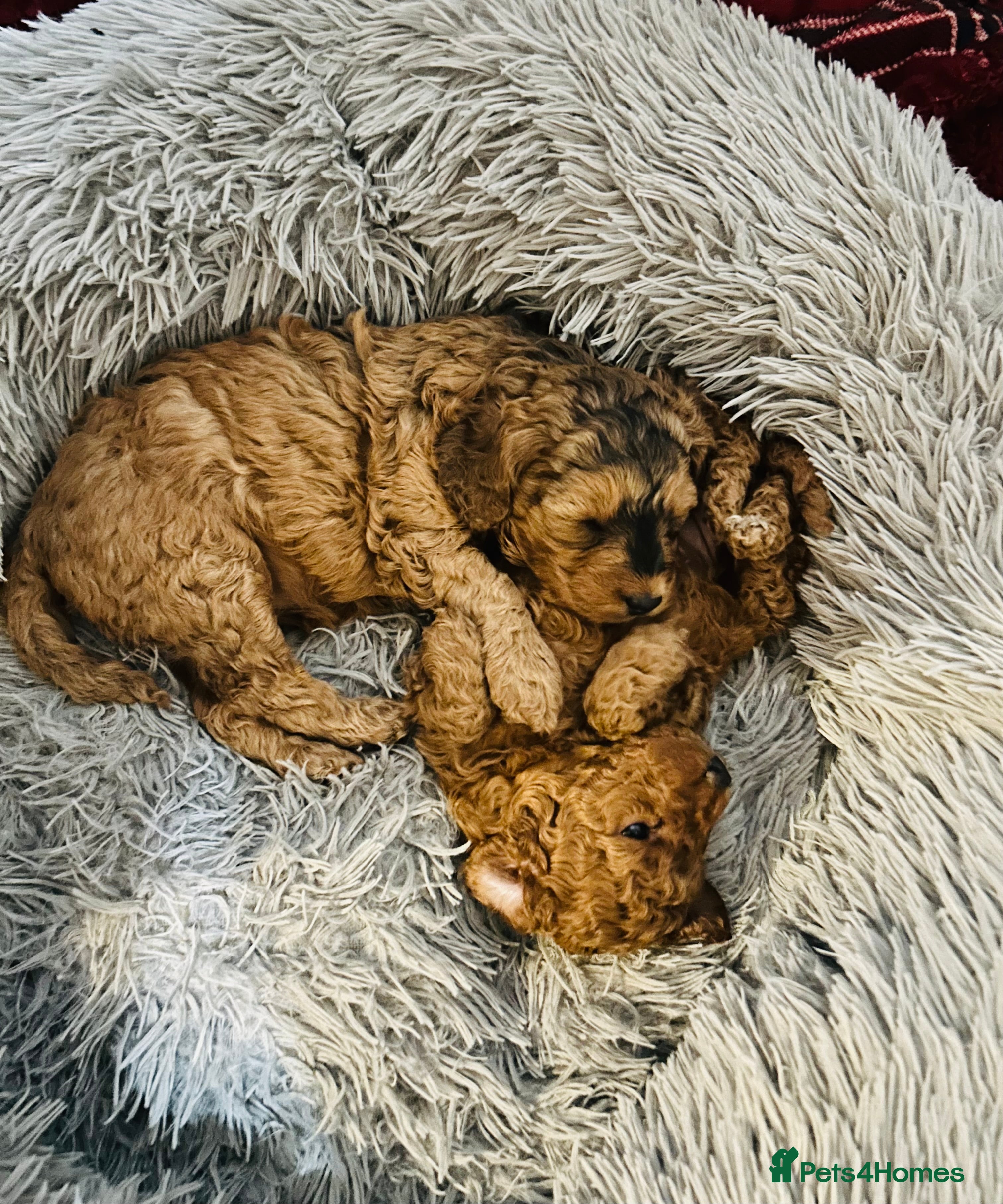 Cockapoo dogs 💥 Beautiful health checked F1B cockapoos 💥  - Advert 5