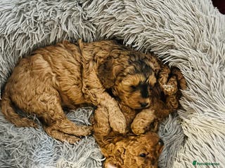 Cockapoo dogs 💥 Beautiful health checked F1B cockapoos 💥 - Advert 5